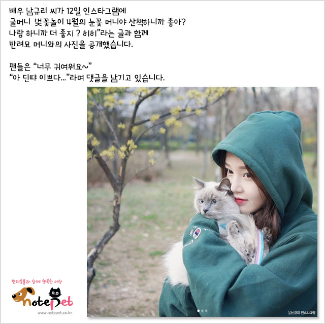노트펫