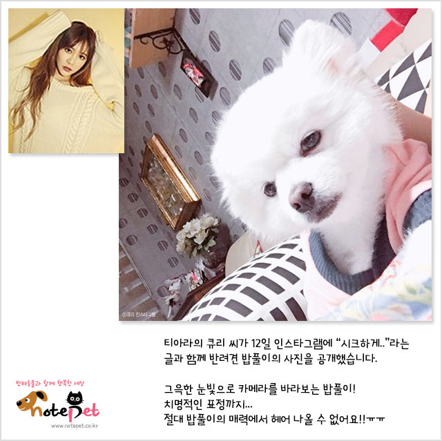 노트펫