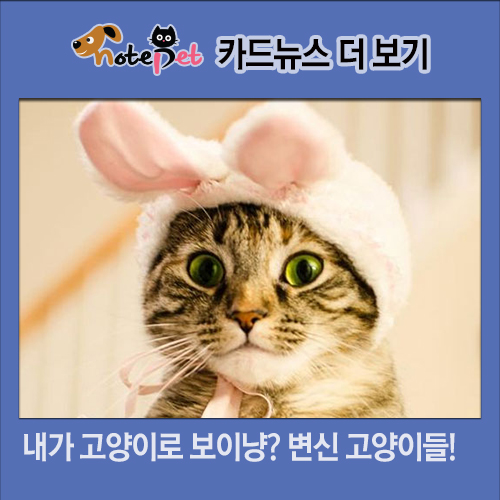 노트펫