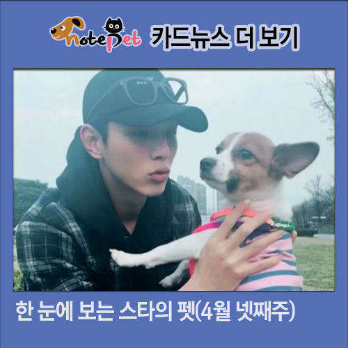 노트펫