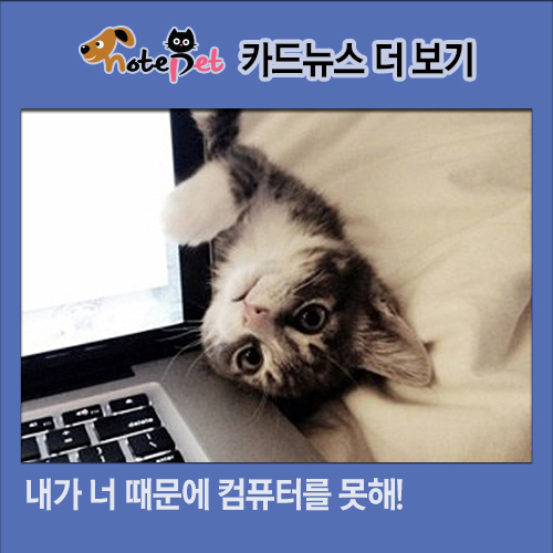 노트펫