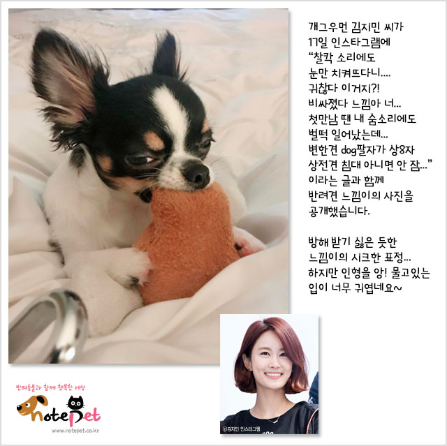 노트펫
