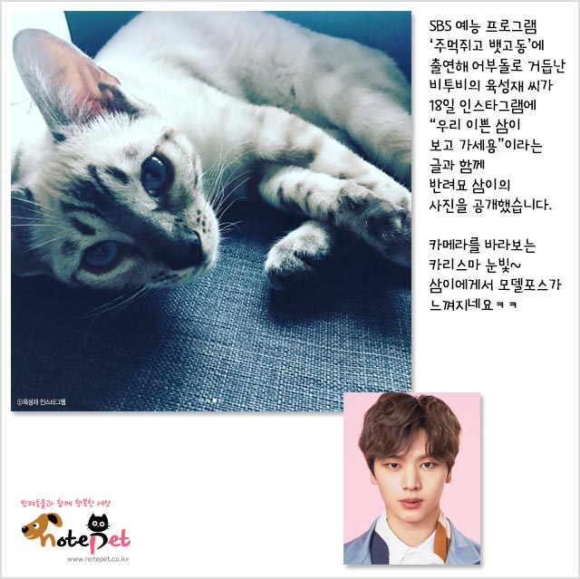 노트펫