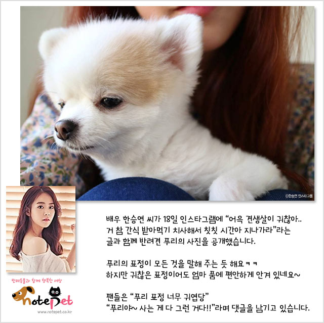 노트펫