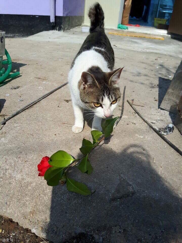 노트펫