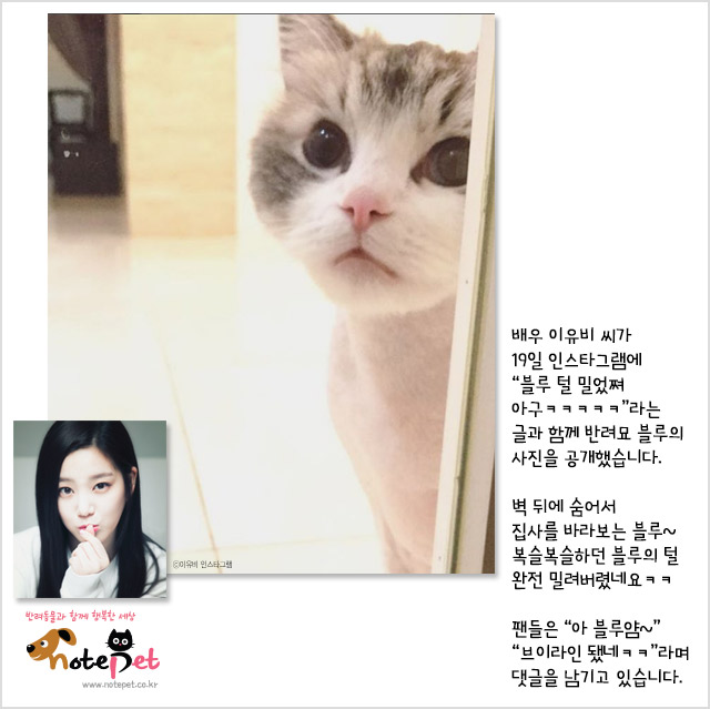 노트펫