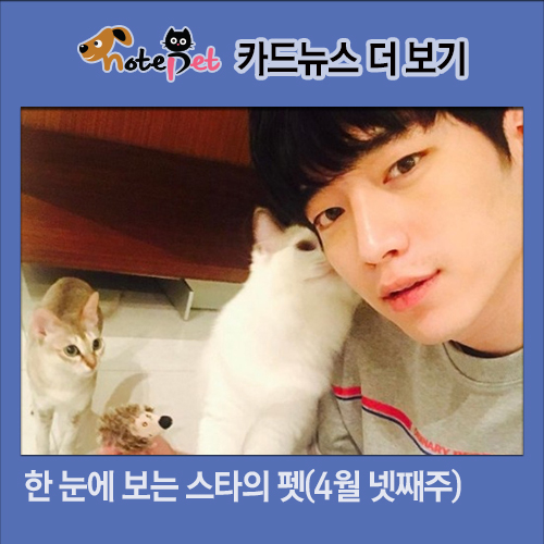 노트펫