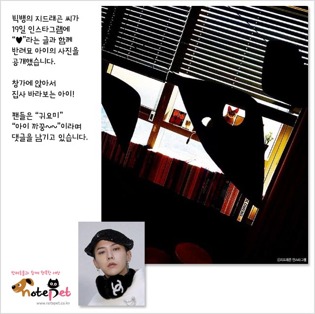 노트펫