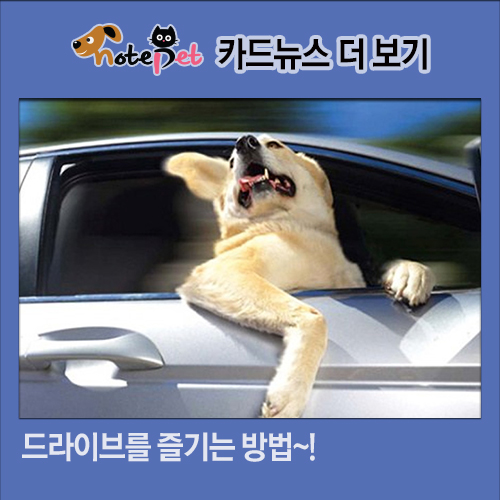 노트펫