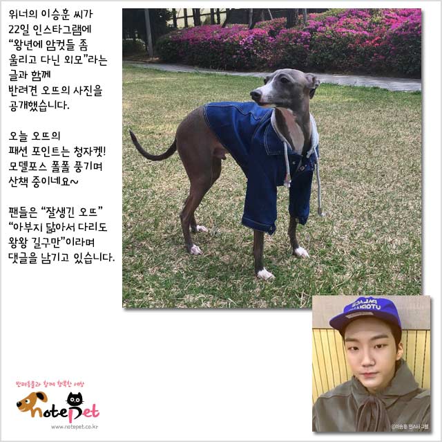 노트펫