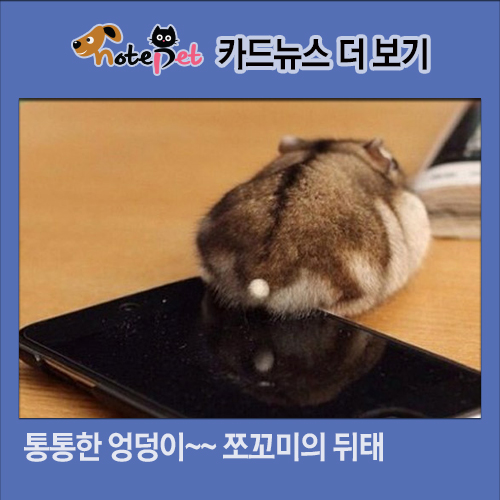 노트펫