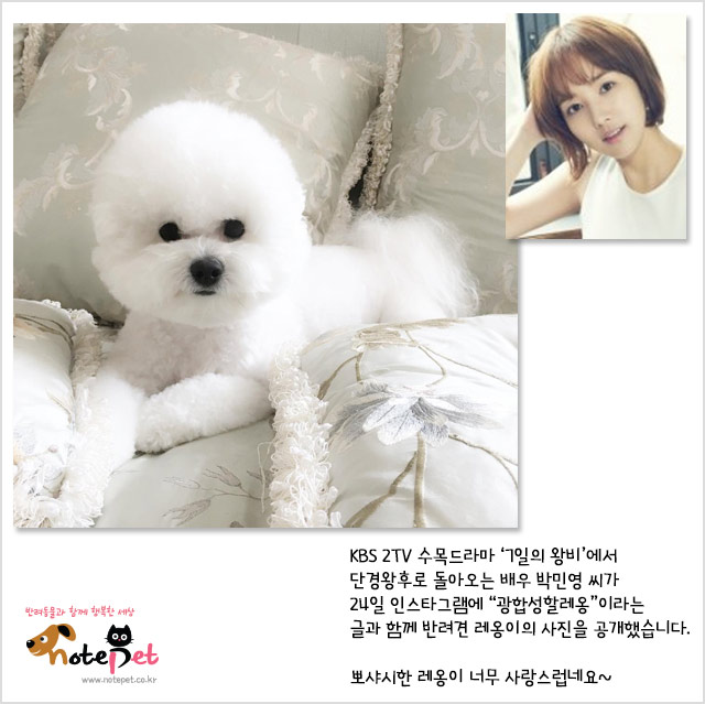 노트펫