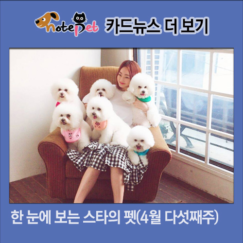 노트펫