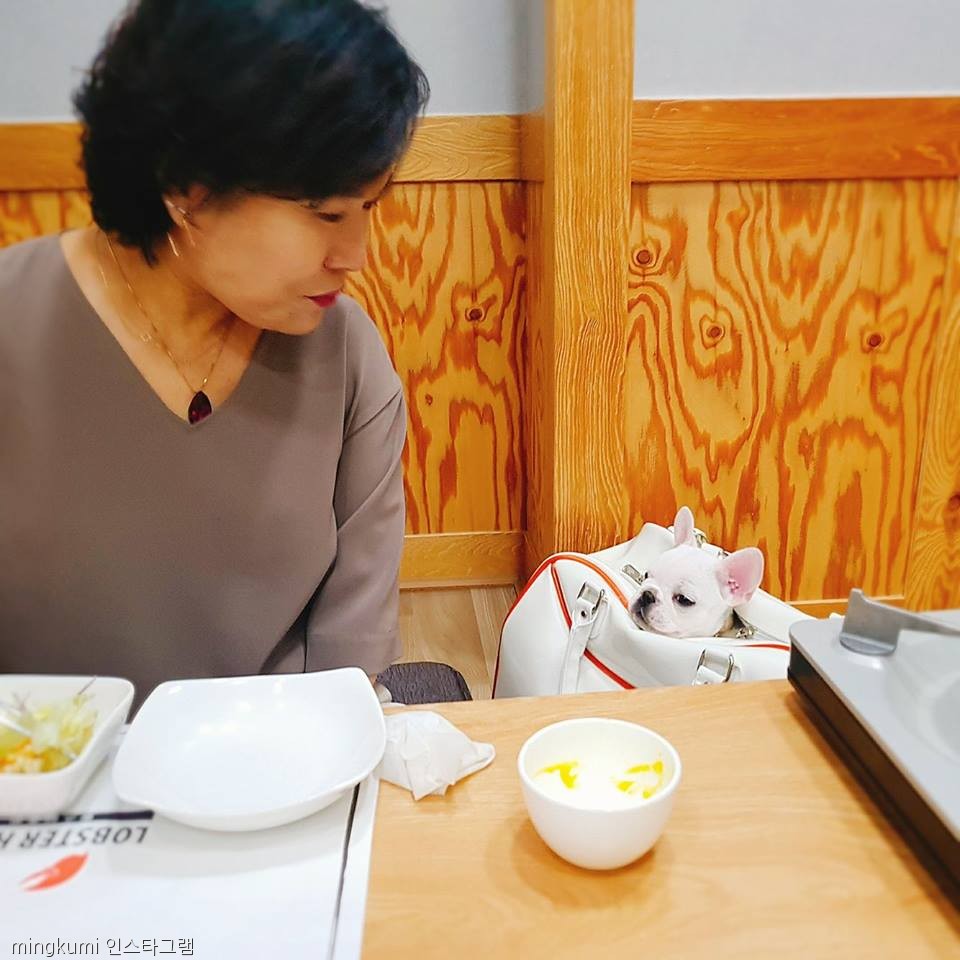 노트펫