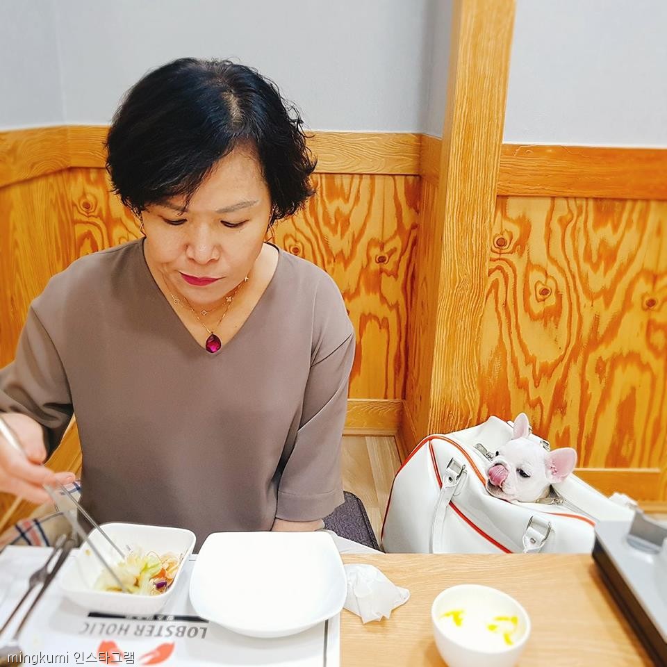 노트펫