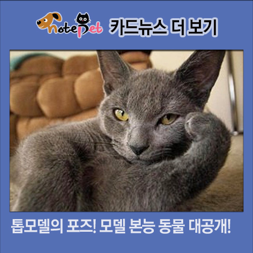 노트펫