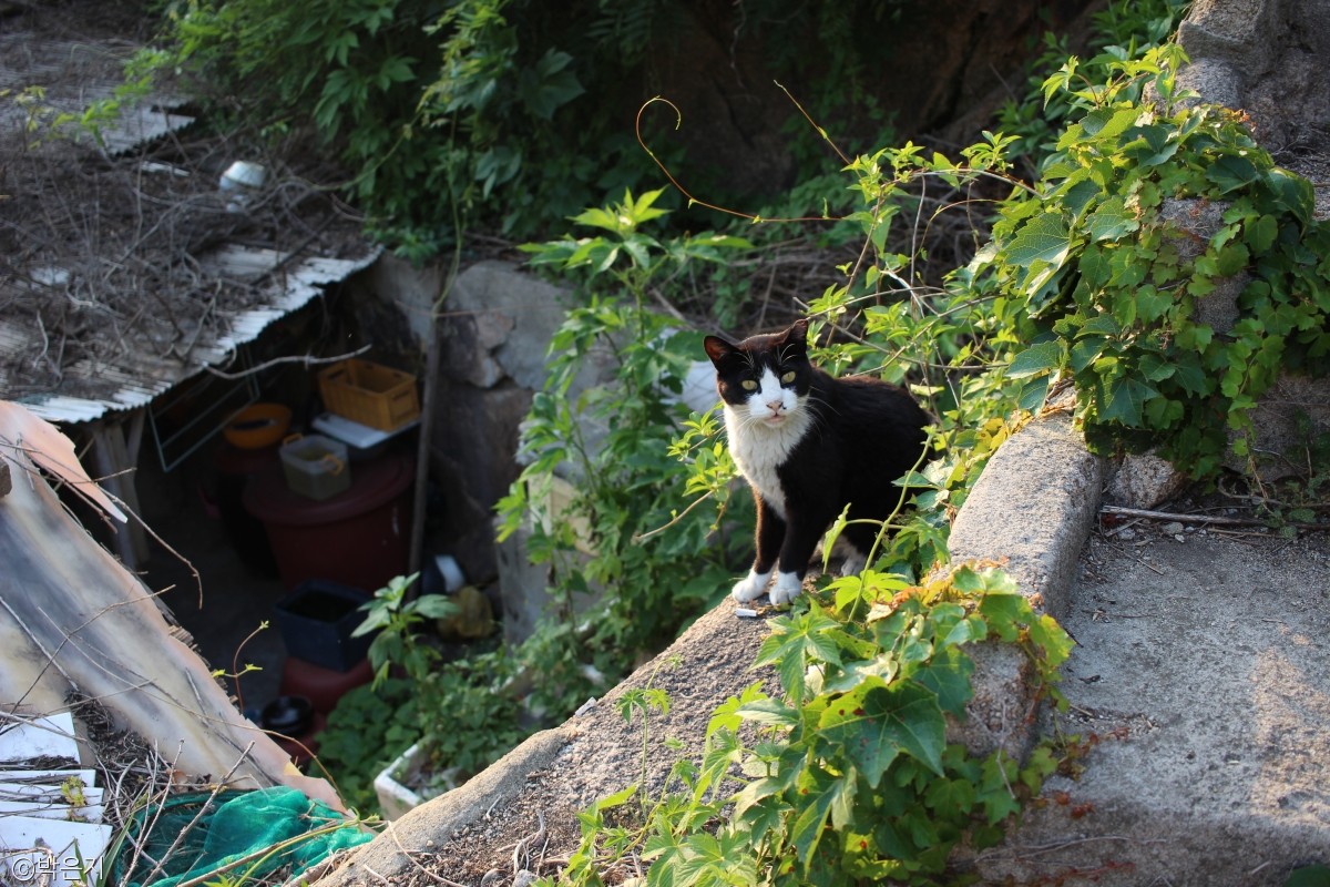 노트펫