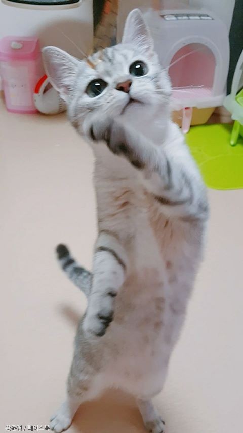 노트펫