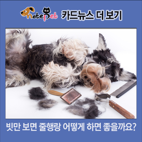 노트펫
