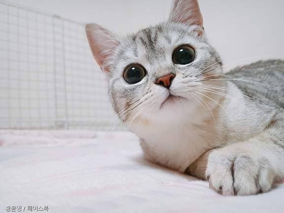 노트펫