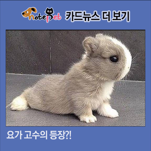 노트펫
