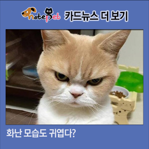 노트펫