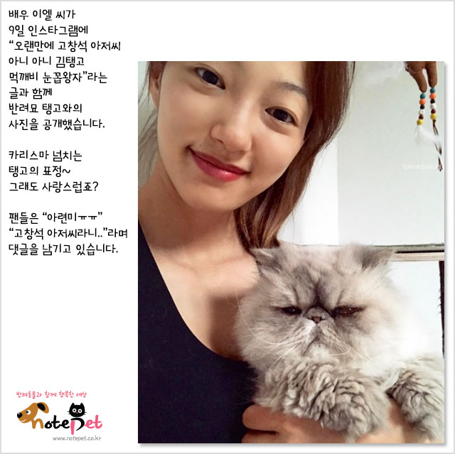 노트펫