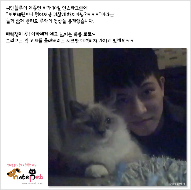 노트펫