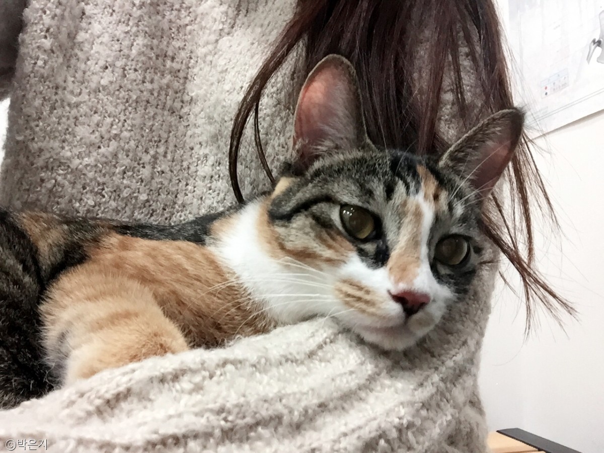 노트펫