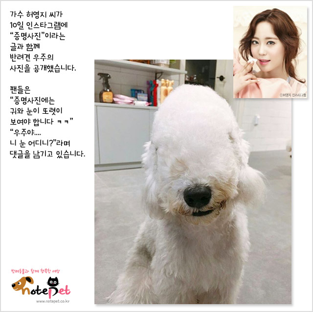 노트펫