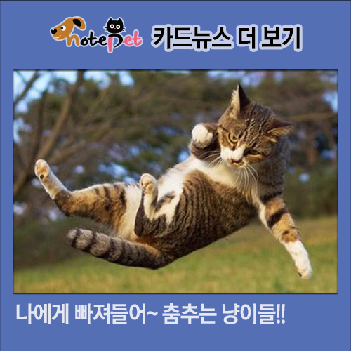 노트펫