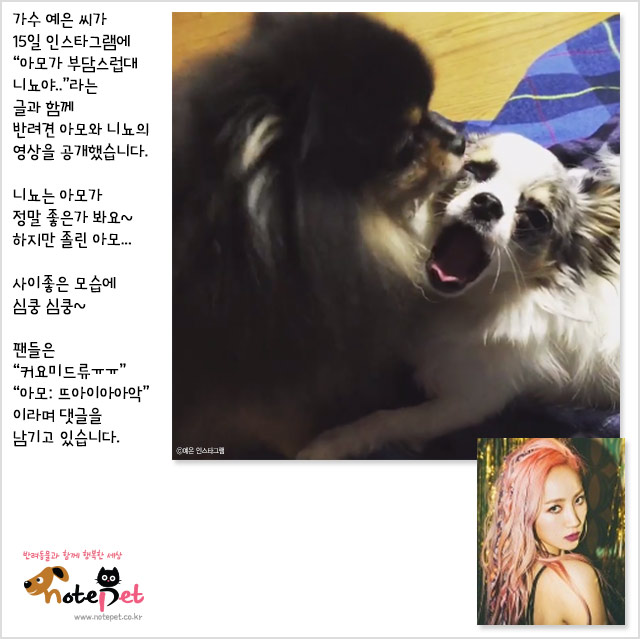 노트펫