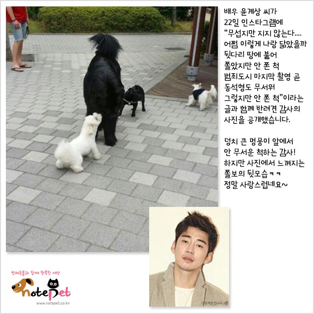 노트펫