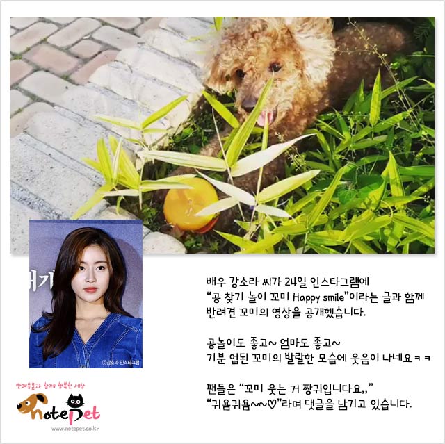 노트펫