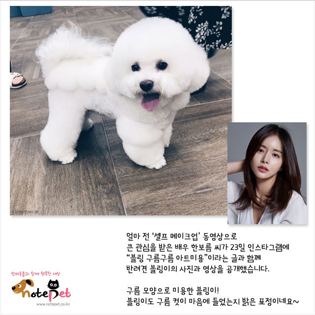 노트펫