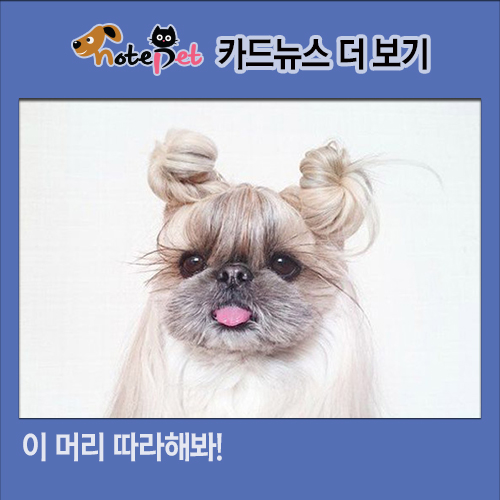 노트펫