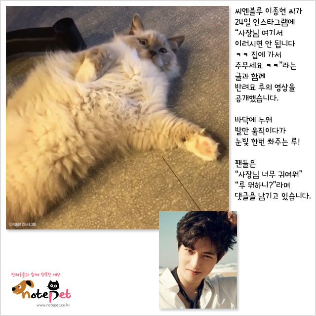 노트펫