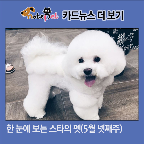 노트펫