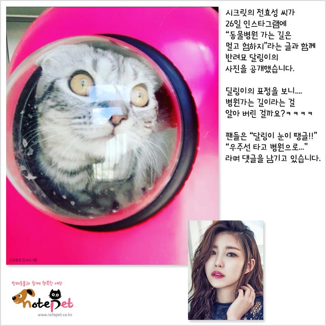 노트펫