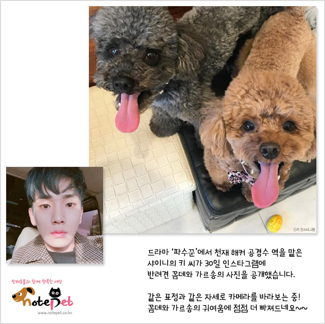 노트펫