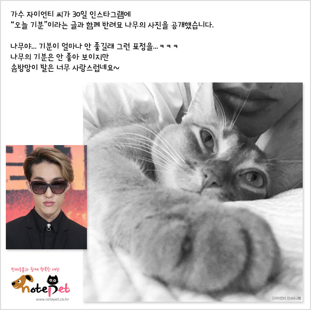 노트펫