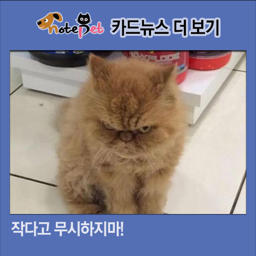 노트펫