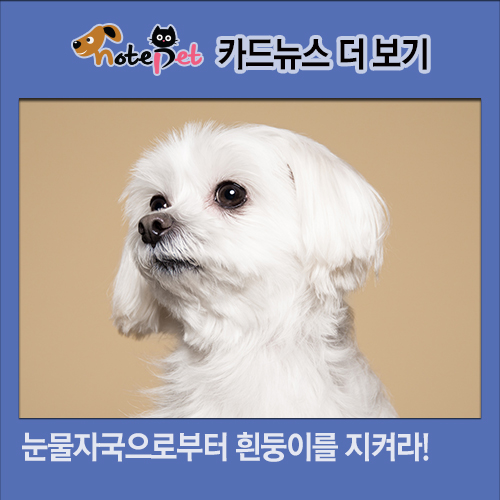 노트펫