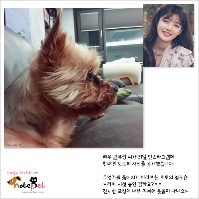노트펫