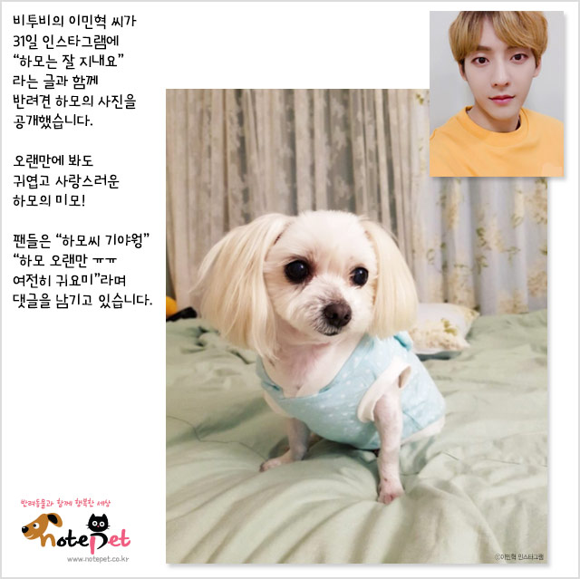 노트펫