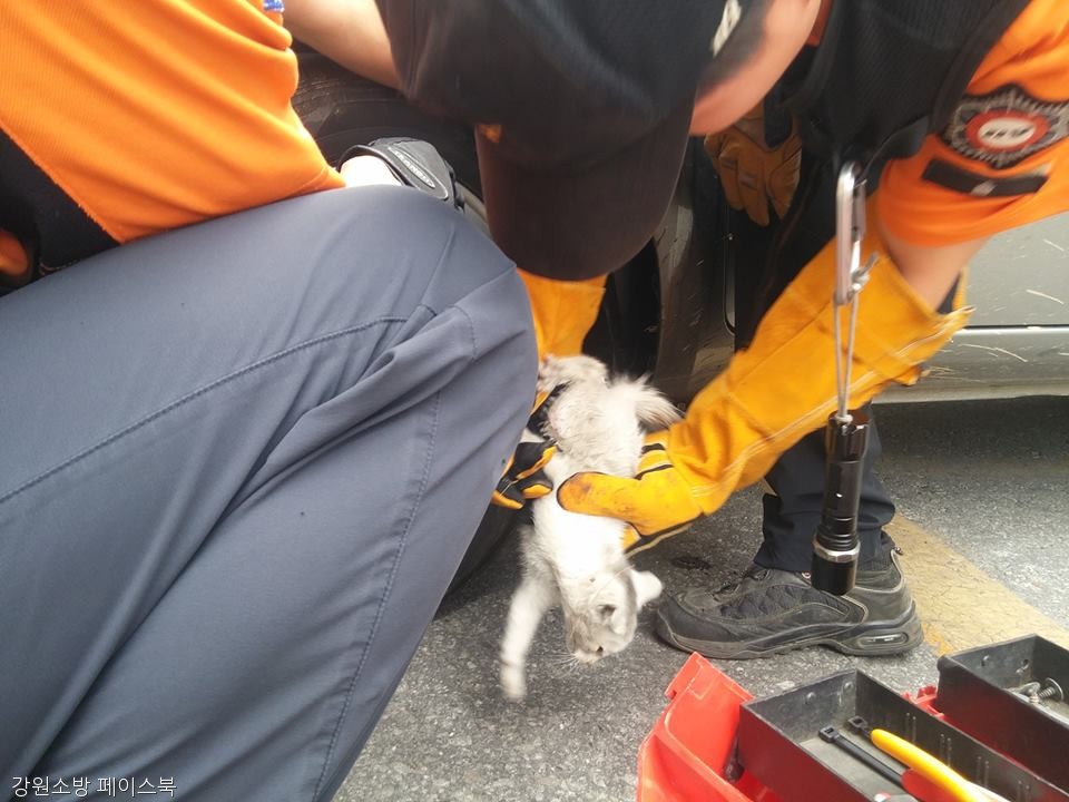 노트펫