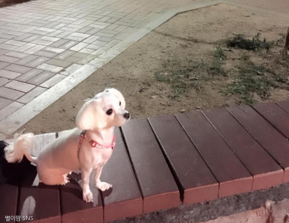 노트펫