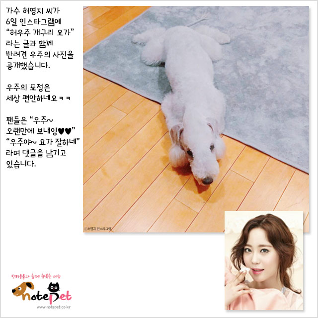 노트펫