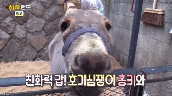 노트펫
