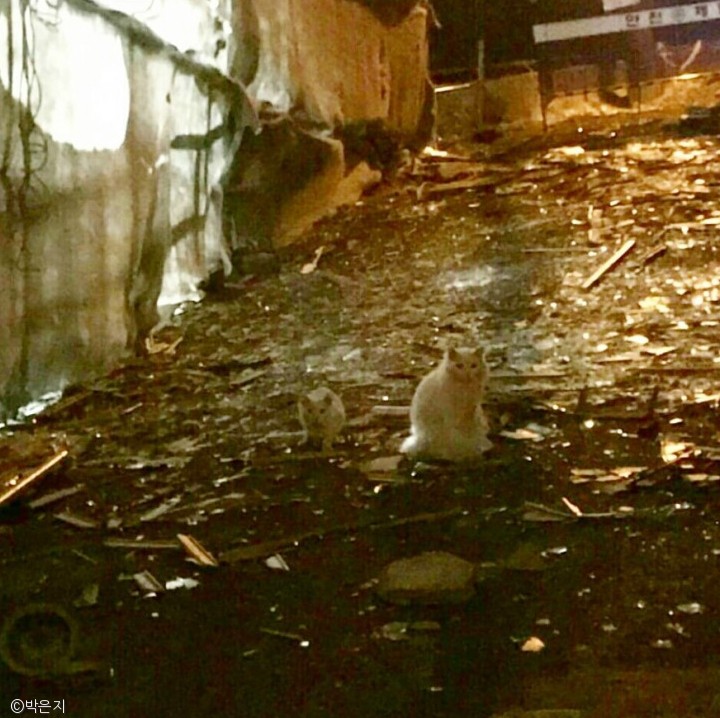 노트펫